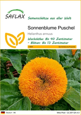 Produktbild von SAFLAX - Sonnenblume Puschel - 40 Samen - Helianthus annuus