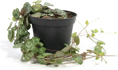 Produktbild von Ceropegia woodii, im 8cm Topf, Leuchterblume, hängend ca. 15cm lang