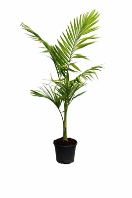 Produktbild von Alexandrapalme 160–200 cm (Archontophoenix alexandrae) – Königspalme, große Zimmerpalme, exotische Indoor Palme für Wintergarten