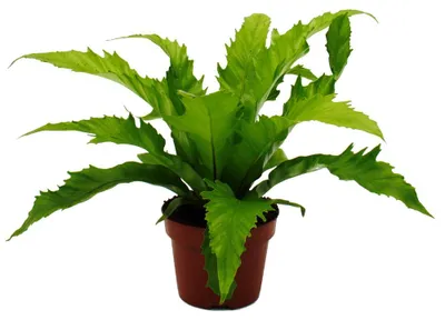Obrázok produktu pre Asplenium nidus Gioia špeciálne odrody papradia do izby Hniezdna papra? 12cm kvetiná? cca 25cm vysoký Gioia