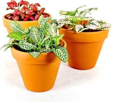Obrázok produktu pre Gardners Fittonia mix, priemer 9 cm