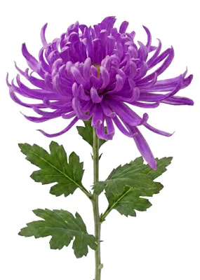 Immagine prodotto di Clayre & Eef, fiore artificiale in plastica, colore viola