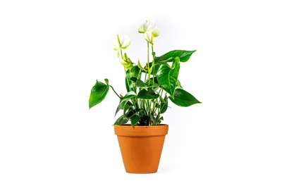Obrázek produktu pro Gardners Anthurium andraeanum bílá, průměr 12 cm