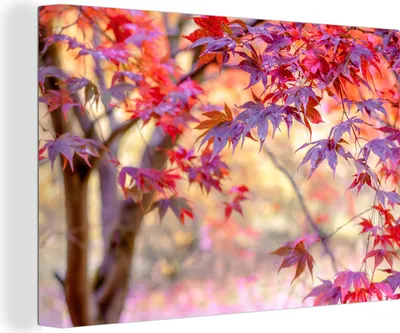 Produktbild von OneMillionCanvasses® - Leinwandbilder - 150x100 cm, Japanischer Ahorn mit roten Blättern, Wandbilder Kunstdruck Wanddekoration