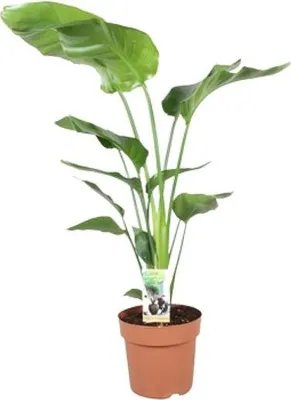 Zdjęcie produktu dla Strelitzia Nicolai Ø21 cm ↕90 cm Drzewiasta strelitzia Roślina doniczkowa Kwiat rajskiego ptaka