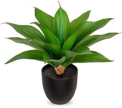Image de Fausse plante d'agave dans un grand pot, pour la décoration de table et la décoration d'intérieur