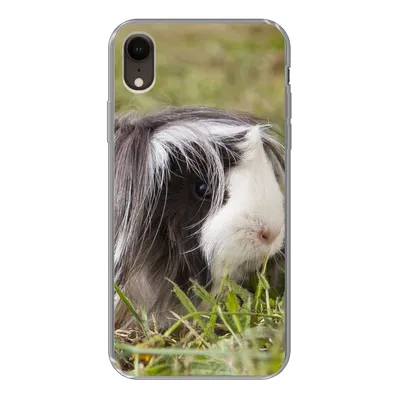 Produktbild von MuchoWow® Handyhülle Schutzhülle Hülle für iPhone XR Langhaar-Meerschweinchen Silikon Softcase Handy Hülle - Schutzdeckel
