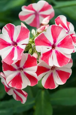 Produktbild von Phlox paniculata 'Peppermint Twist', Flammenblume, rosa-weiß, ca. 11x11 cm Topf