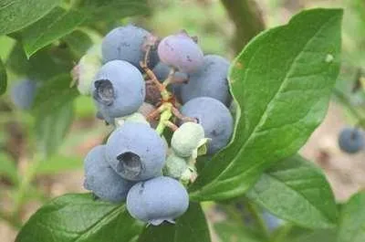 Zdjęcie produktu dla Vaccinium corymbosum 'Patriot' - Borówka amerykańska 'Patriot' | 30-40 cm w doniczce