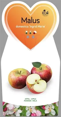 Produktbild von Malus domestica Ingrid Marie ca. 120 cm - Herbstapfel - Apfelbaum