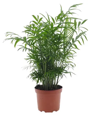 Immagine prodotto di Chamaedorea Elegans - 40-50cm - Ø17cm - Pianta d'appartamento - Sempreverde