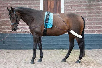 Zdjęcie produktu dla Harrys Horse Lunging aid / Lunging reins , Rozmiar:Full