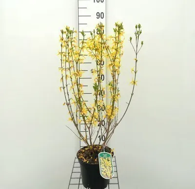 Produktbild von Forsythia int. 'Spectabilis' - Goldglšckchen 50- 60 cm Container