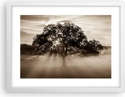 Produktbild von Gerahmtes Poster - Weißer Rahmen - Baum Feld Natur - 40x30 cm - Wand Bild - Wanddeko - Wandbilder - Kunstposter - Wandposter - Bilderrahmen - Bilder - Kunstdruck - Wandbild - P2WAA40x30-3811