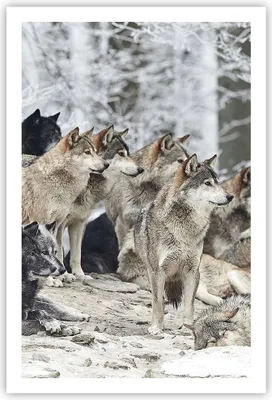 Produktbild von Poster - Poster ohne Rahmen - Rudel Wölfe Winter - 61x91,5 cm - Wand Bild - Wanddeko - Wandbilder - Kunstposter - Wandposter - Bilder - Kunstdruck - Wanddekoration - Wandbild - P2XPA61x91-4357