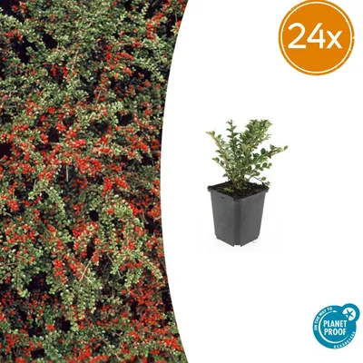 Produktbild von Cotoneaster horizontalis - Bodendecker - Winterhart - Pflegeleicht - 24 Pflanzen - Höhe 10-25 cm - Ø 9 cm