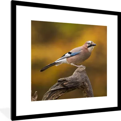Produktbild von MuchoWow® Gerahmtes Poster Vogel - Zweig - Eichelhäher 40x40 cm - Poster mit Schwarzem Bilderrahmen Wandposter Rahmen Foto Bilder - Poster - Plakat im Rahmen