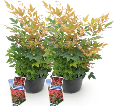 Immagine prodotto di Nandina Gulfstream, 2 piante da 17cm, altezza 45cm, sempreverde e dai colori