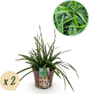 Image de Graminées ornementales - Carex morrowii Irish Green - Vert & Jaune - 2 Plantes - Persistant - Peu d'entretien - 40-50cm - Ø17cm - Plante de jardin