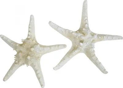 Produktbild von Deko Seesterne mit Noppen für maritime Tischdeko und Zuhause, 5 Stück