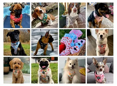 Produktbild von Hundegeschirr für kleine Hunde, verstellbares Geschirr für kleine und mittelgroße Hunde und Katzen, atmungsaktives Geschirr aus weichem Mesh mit Leine für Spaziergänge und Training