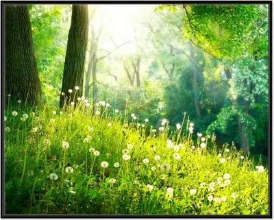 Produktbild von Wallario Wandbild Pusteblumen im Wald mit einfallenden Sonnenstrahlen, Größe: 40,30 x 50,30 cm, Poster mit schwarzem Aluminiumrahmen