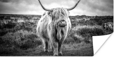 Produktbild von MuchoWow® Poster Schottischer Hochländer - Tiere - Wolken - Kuh - Natur 40x20 cm - Poster für die Wand - Poster Schlafzimmer