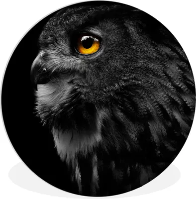 Produktbild von MuchoWow® Rundes Wandbild - Runde Bilder Eule - Vogel - Schwarz - Porträt Ø 30 cm Kreis Wanddekoration Kunststoff - Wandkreis - Wandschmuck - Schlafzimmer - Bilder - Der Kreis - Kunst für die Wohnung - Plastik - Kunstdruck - Wandbild