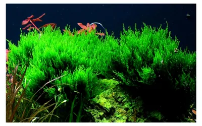 Produktbild von Aquarium Pflanze Moos Taxiphyllum 'Flame Nr.003H TC in Vitro 1-2 Grow Wasserpflanzen Aquarium Aquariumpflanzen