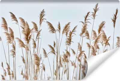 Produktbild von Muralo Selbstklebende Fototapete Schilf PFLANZEN Natur Wanddekoration Br. 368cm x Hö. 254cm
