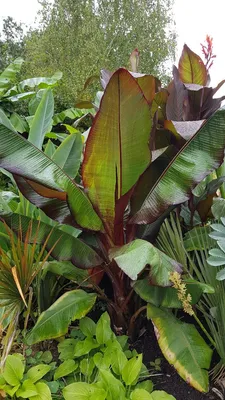 Image de Musa maurelii / Ensete ventricosum - Bananier d'Abyssinie rouge