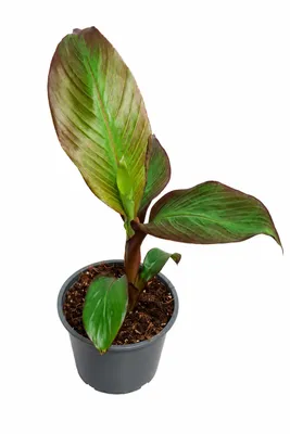 Produktbild von Rote Zierbanane (Ensete ventricosum 'Maurelii') 40–60 cm – Abessinische Banane, rotblättrige Bananenpflanze, exotische Kübelpflanze