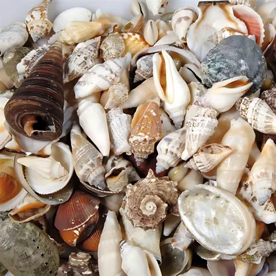 Produktbild von KNORR PRANDELL 218237705 Muscheln ca. 15 - 7 cm natur