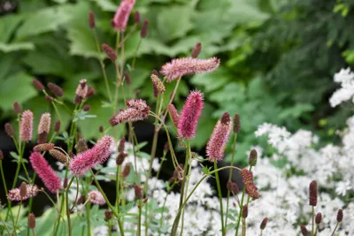 Produktbild von Sanguisorba menziesii, Wiesenknopf, dunkelrot, ca. 11x11 cm Topf