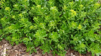Image de Sedum takesimense / Orpin de Takeshima