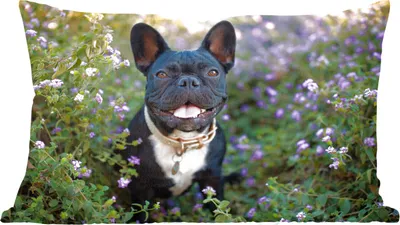 Produktbild von MuchoWow® Zierkissen Sofakissen Wohnzimmer Dekokissen 50x30 cm Französische Bulldogge - Blumen - Lila - Wohnzimmerdekoration - Polster mit Photo