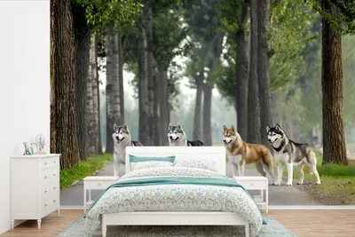 Produktbild von MuchoWow® Fototapete für Wohnzimmer oder Schlafzimmer Wandtapete Vinyl Motivtapete Vier Huskys zwischen den Bäumen - 330x220 cm - Fototapeten