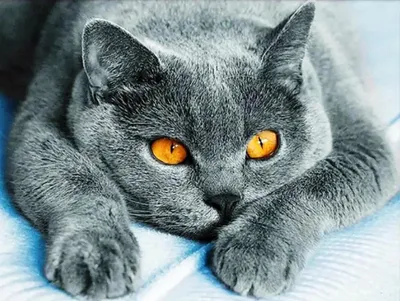Produktbild von Diamond Painting Vollbild 30x40 mit runden Steinen