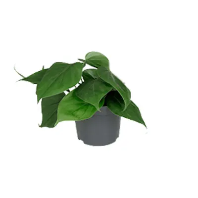 Produktbild von Philodendron Scandens Ø12Cm - ↕15Cm