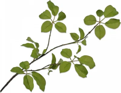 Produktbild von Silk-ka Künstliche Blume – Seidenblumen, Blattzweig, Grün, 91 cm