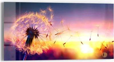 Produktbild von DEQORI Glasbild Echtglas 60x30 cm 'Pusteblume im Abendlicht' Wandbild Bild modern Deko