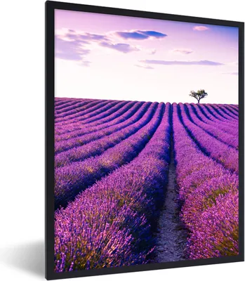 Produktbild von MuchoWow® Gerahmtes Poster Lavendel - Bäume - Lila - Blumen 60x80 cm - Poster mit Schwarzem Bilderrahmen Wandposter Rahmen Foto Bilder - Premium - Wanddeko Wohnzimmer