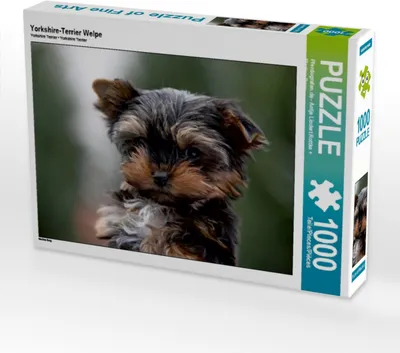 Produktbild von Calvendo Yorkshire-Terrier Welpe 1000 Teile Puzzle quer 640x480mm, ; 7380786