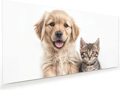 Produktbild von Glasbild 110x55cm in XXL für Wohnzimmer, Schlafzimmer Motiv Hund und Katze