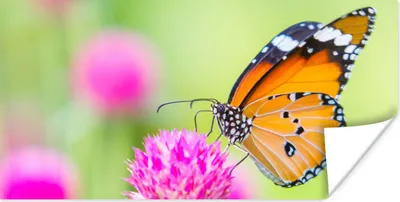 Produktbild von MuchoWow® Poster Insekten - Schmetterlinge - Blumen 40x20 cm - Poster für die Wand - Poster Schlafzimmer