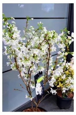 Produktbild von Japanische Zierkirsche Prunus kurilensis Brilliant 60-80 cm hoch im 5 Liter Pflanzcontainer