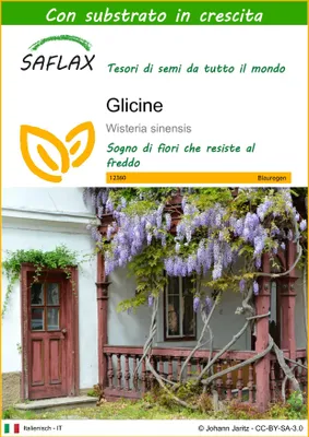 Immagine prodotto di SAFLAX  - Glicine  - 4 semi - Con substrato - Wisteria