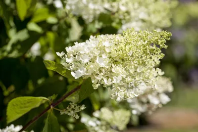 Produktbild von Rispenhortensie Bombshell 40-60 cm, im Topf - Hydrangea paniculata