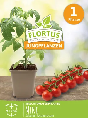 Artikelbild 5 von 'Kirschtomatenpflanze Mini' aus der Kategorie Kirschtomatenpflanzen