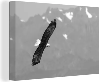 Produktbild von OneMillionCanvasses® - Leinwandbilder - 140x90 cm, Bergadler - schwarz und weiß, Wandbilder Kunstdruck Wanddekoration